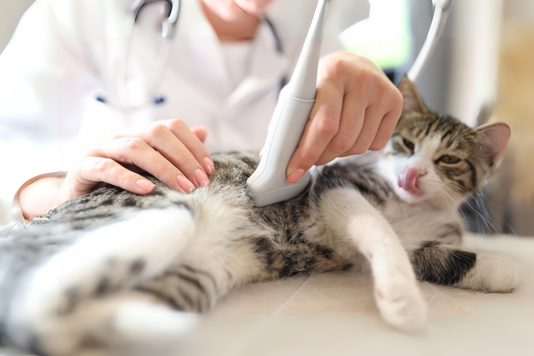 Cat getting ultrasound by vet