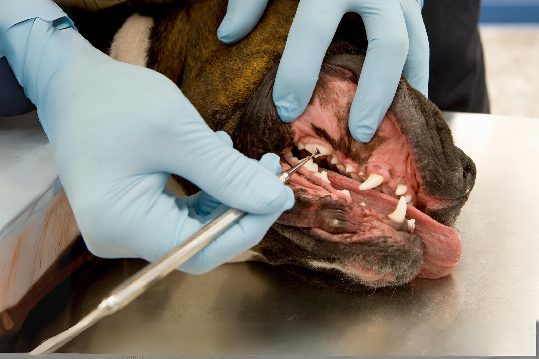 Dog getting teeth cleaned during dental procedure