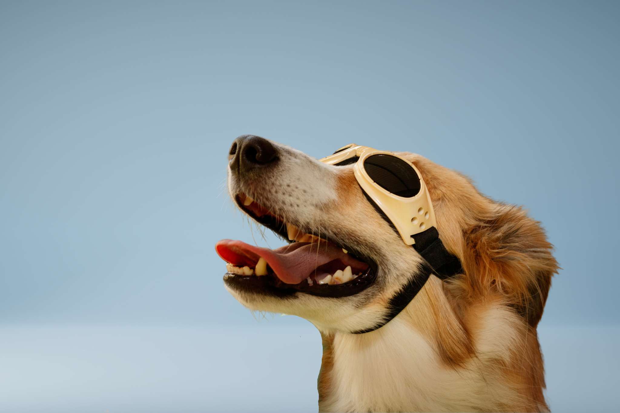 Golden Retriever With Goggles on for Laser Therapy