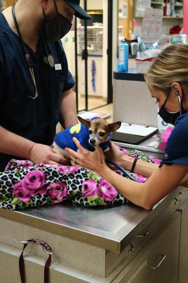 vets doing a dog wellness check and checking adult pet health