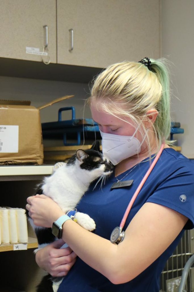 vet caring for a cat