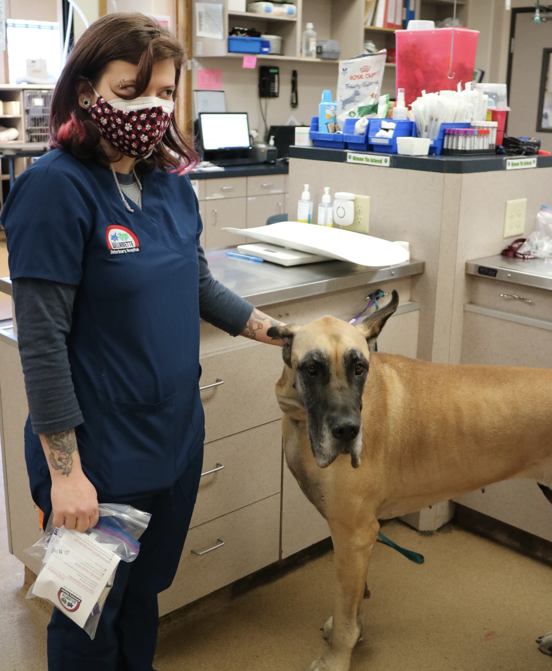 Your Pets Guardian Angel Meet The Team At Wilmette Animal Hospital - 9fsnnxa