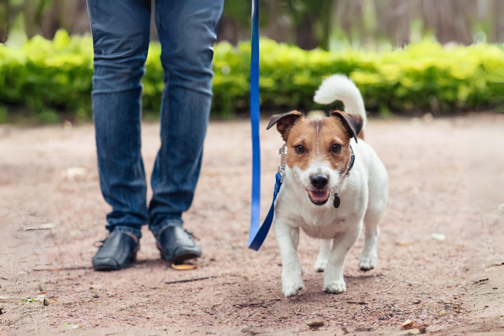 Nutrition and Exercise for Pets | Willamette Vet Hospital