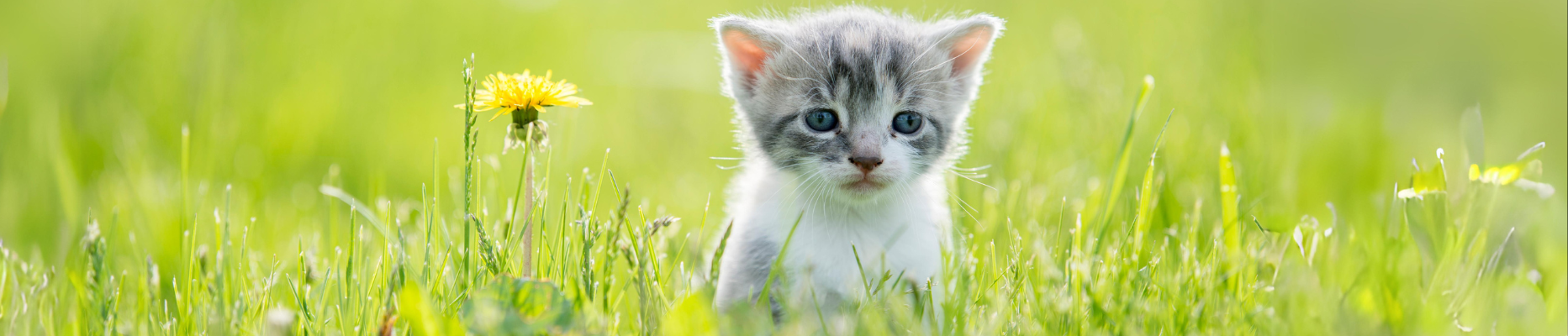 Kitten in Grass