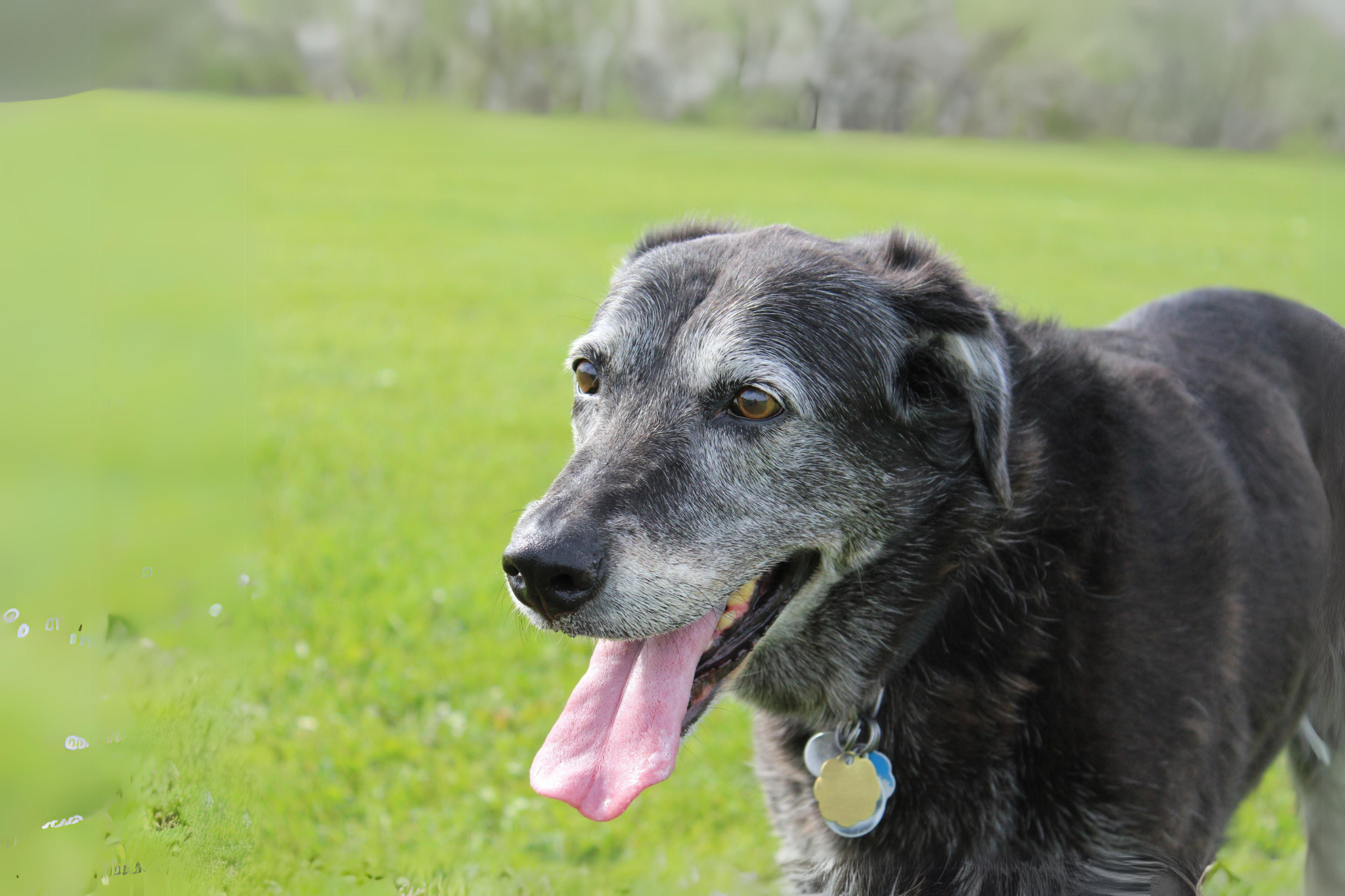 Senior Black Dog with Grey Muzzle