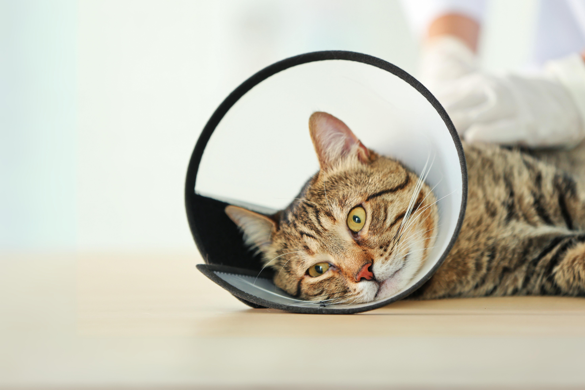 Cat with Cone On