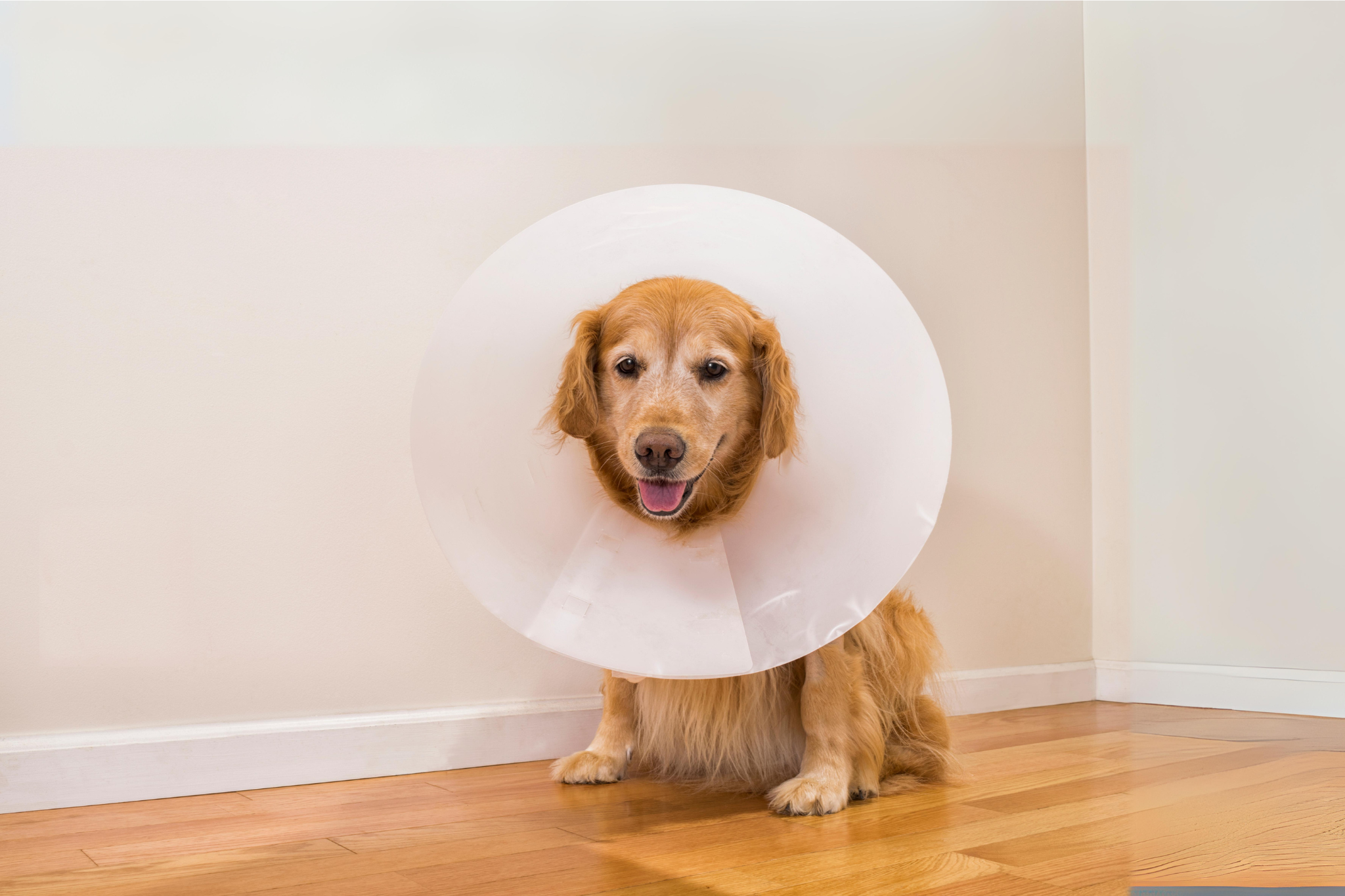 Dog Recovering From Surgery With Cone