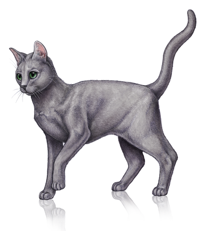 Jayfeather, Warriors - what should have happened Wiki