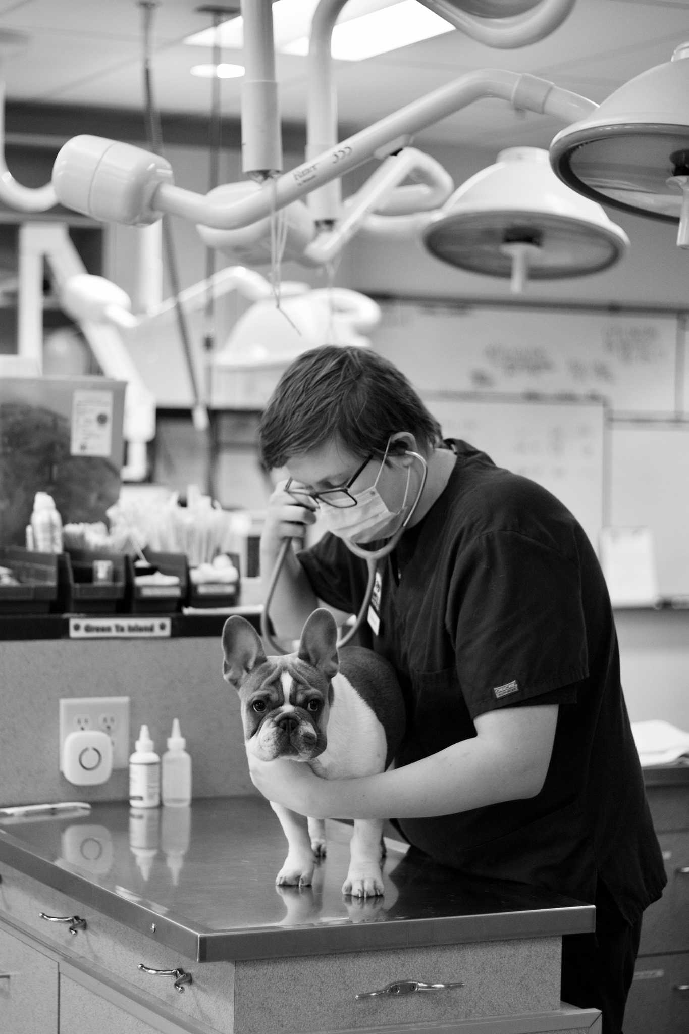 Your Pets Guardian Angel Meet The Team At Wilmette Animal Hospital - 3vsjsxk